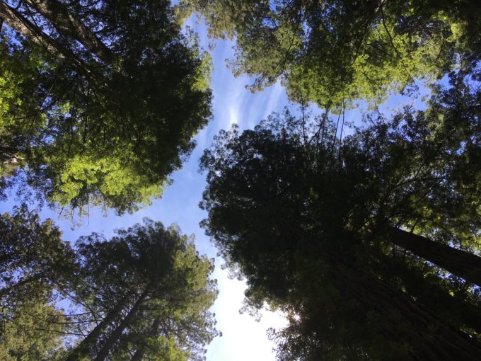 カリフォルニア州北部の巨木が生い茂るユネスコ世界遺産レッドウッド国立公園 | 早期退職後の人生を旅で楽しむ